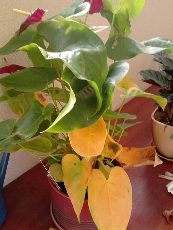 Почему желтеют листья у антуриума? уход в домашних условиях. фото — ботаничка.ru
