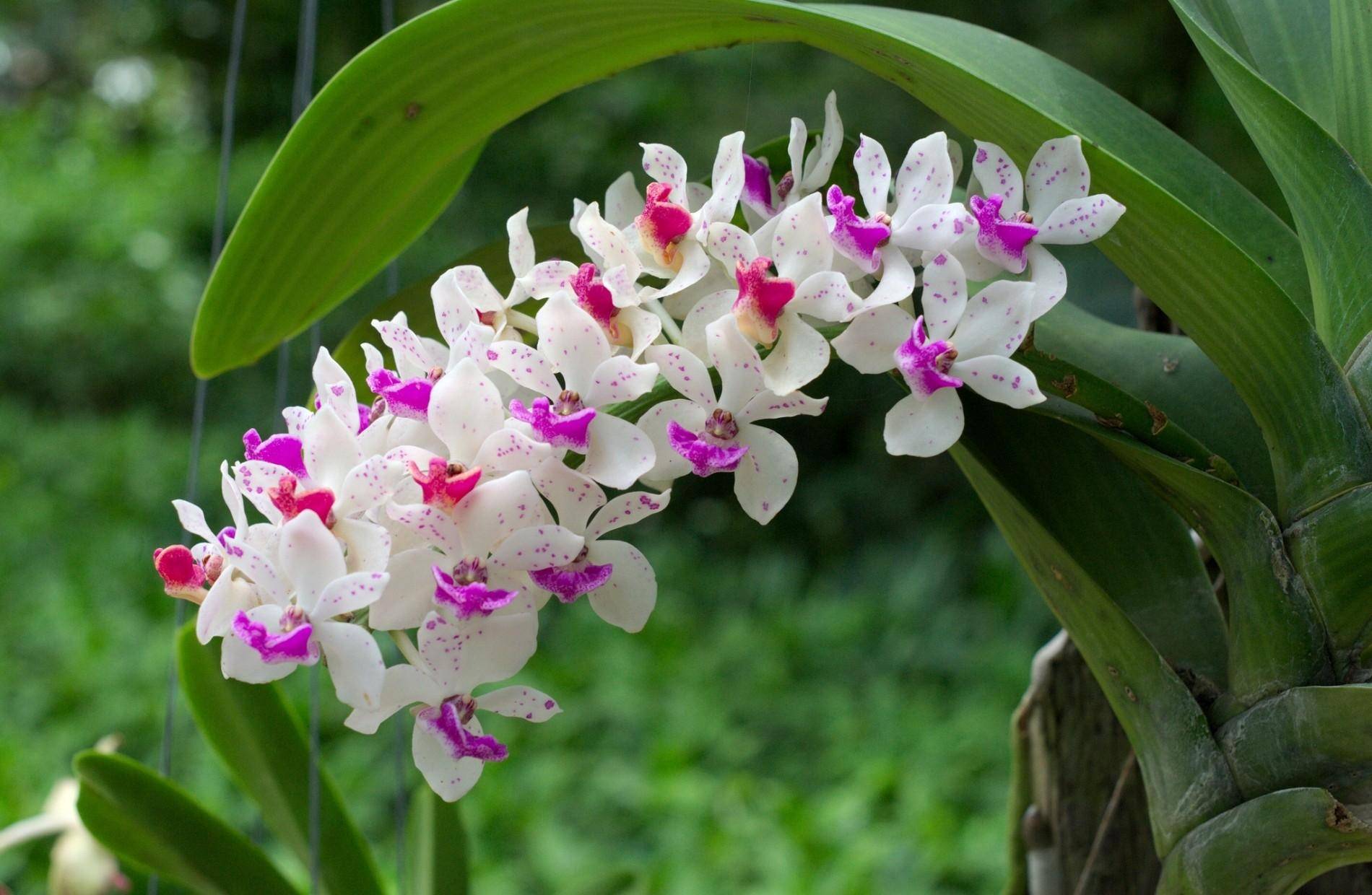 Виды орхидей: сколько разновидностей комнатных растений существует и все ли можно выращивать в горшках, название, фото и цвета фаленопсисов и других сортов
