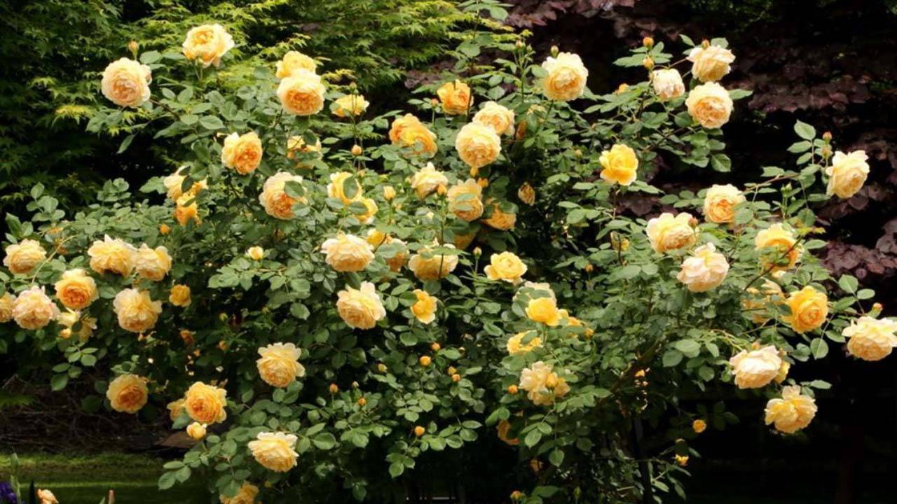 Плетистый английский сорт голден селебрейшен: как выращивать розу остина