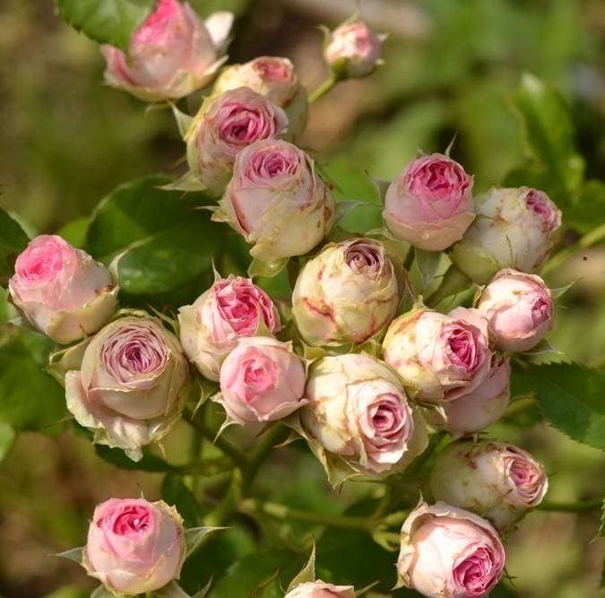 Роза мими эден (mimi eden) — характеристики сорта