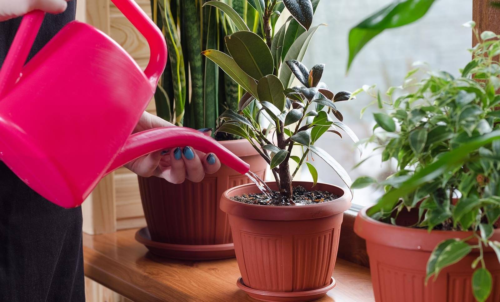 Нужно ли удобрять комнатные растения зимой: практические советы
