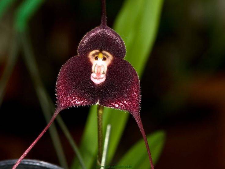 Орхидея обезьянка
