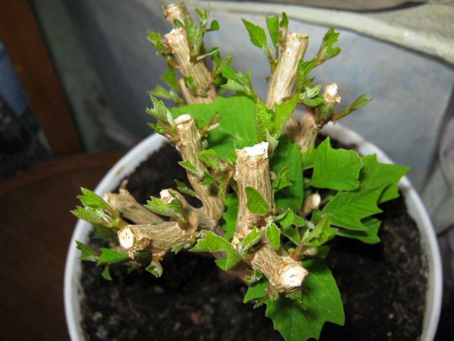 Как размножить пуансеттию: способы разведения цветка в домашних условиях, и как правильно укоренить, какие сложности могут возникнуть при черенковании?