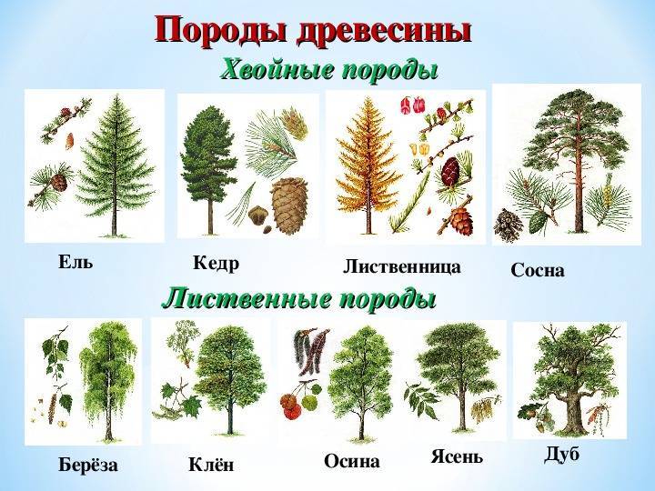 Виды деревьев и список растущих в россии