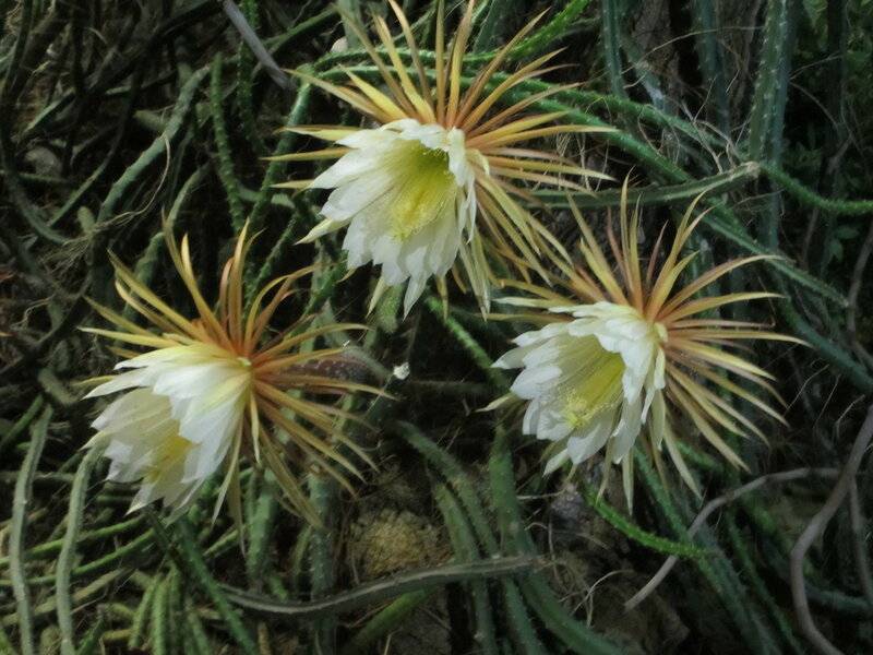 Селеницереус (кактус царица ночи): уход в домашних условиях, виды и фото