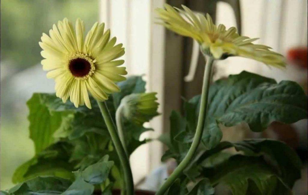 Комнатные цветы герберы: уход, размножение и лечение в домашних условиях (+фото)