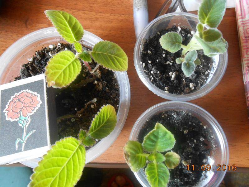 Выращивание глоксинии из семян в домашних условиях - посадка и уход