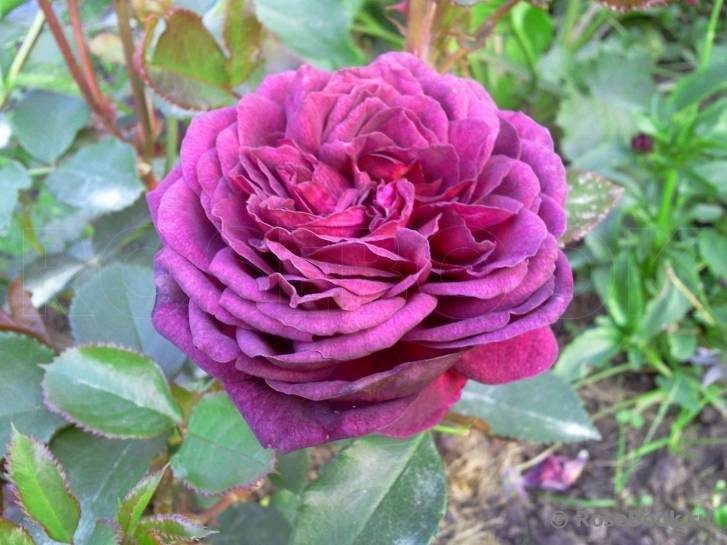 7 сортов плетистых роз, которые станут роскошным украшением веранды или забора