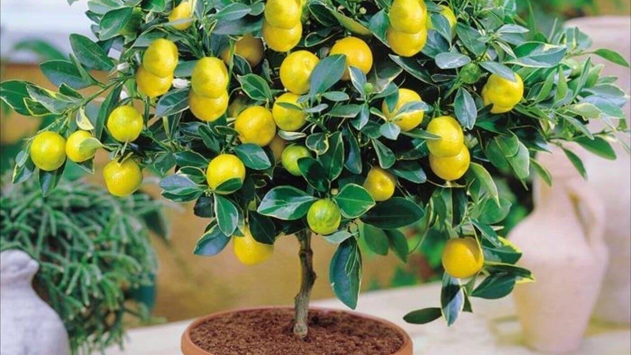 Лимонник китайский: выращивание, уход на урале и в подмосковье