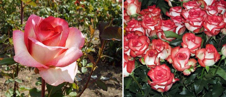 Чайно-гибридные розы (100 фото): лучшие сорта, посадка, цветение
