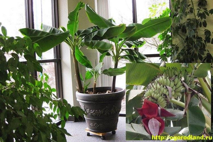 Как посадить бананы комнатные дома и в открытом грунте: как правильно ухаживать