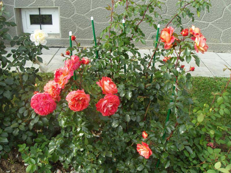 Роза братья гримм флорибунда: отзывы, описание сорта, посадка и уход