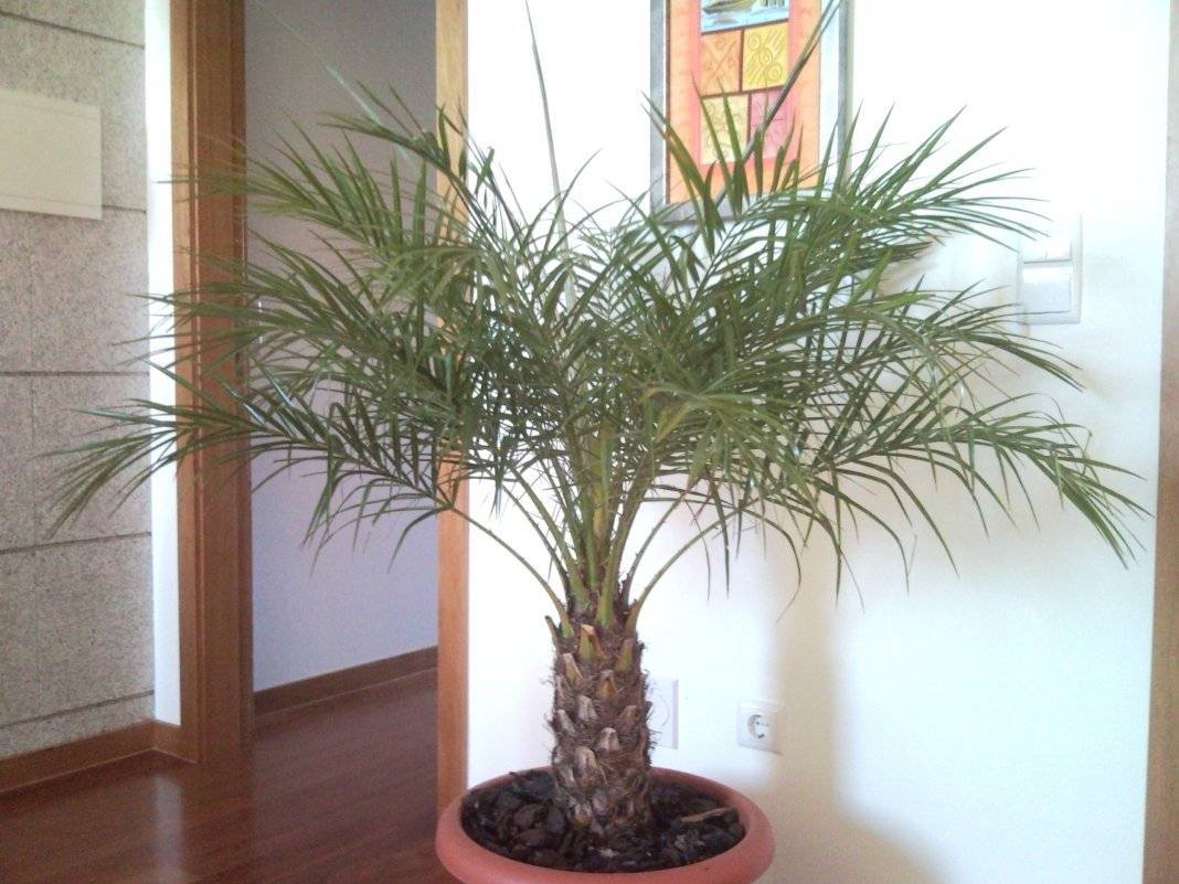 Финиковая пальма из косточки в домашних условиях, размножение, пересадка