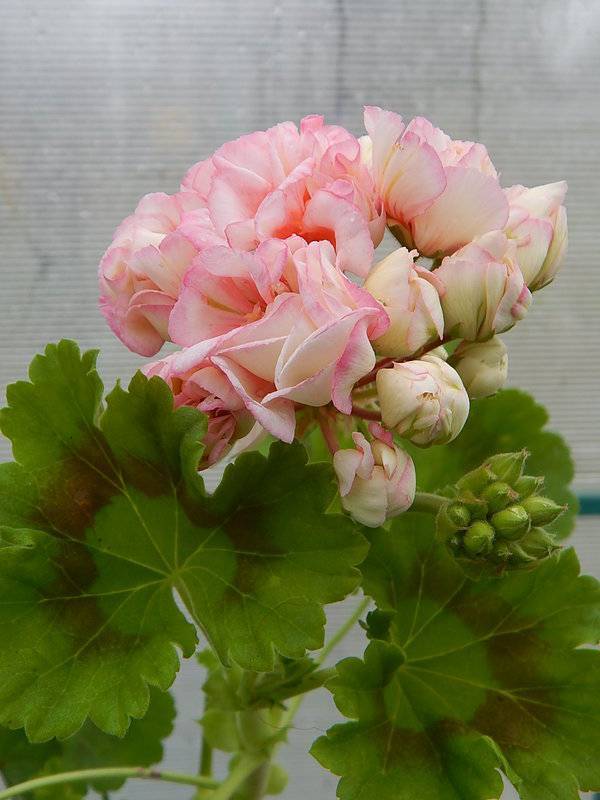 Пеларгония happy appleblossom rosebud, в чем особенности, как выращивать