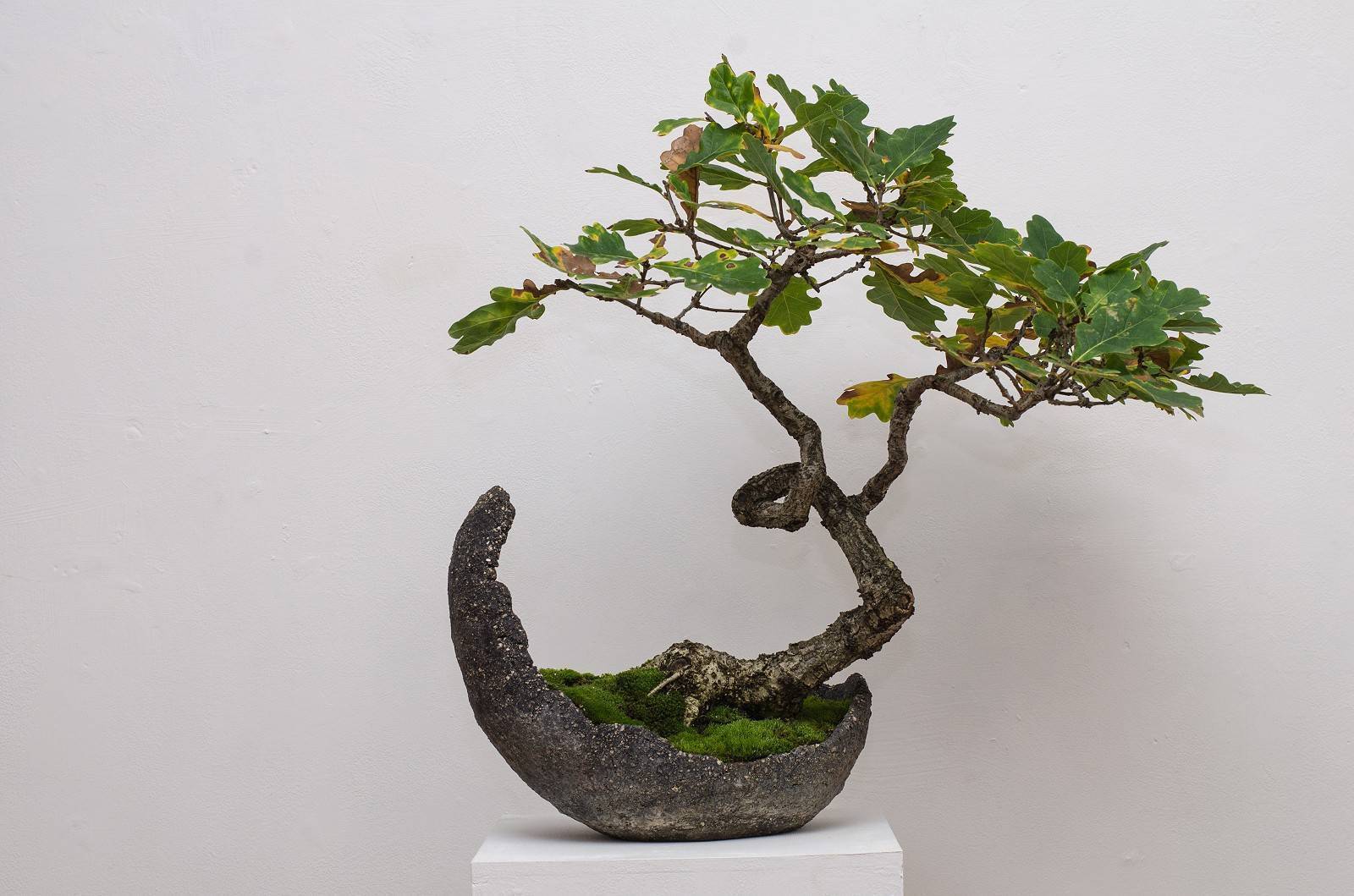 Бонсай дуб — самостоятельное выращивание и уход