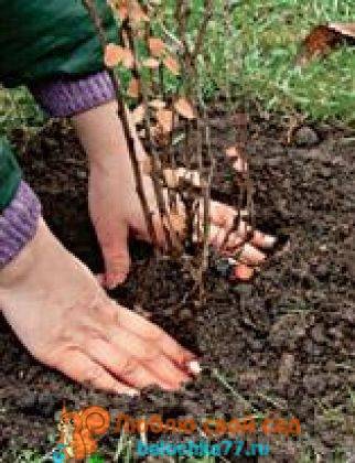 Агротехника выращивания барбариса марии в открытом грунте: как ухаживать, удобрять
