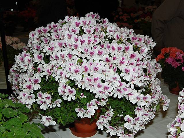 Пеларгония Грандифлора — уход за цветком в домашних условиях
