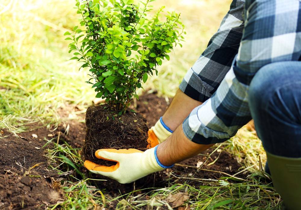 Как правильно садить деревья. какие деревья лучше сажать, на участке, возле дома, в саду, в парке