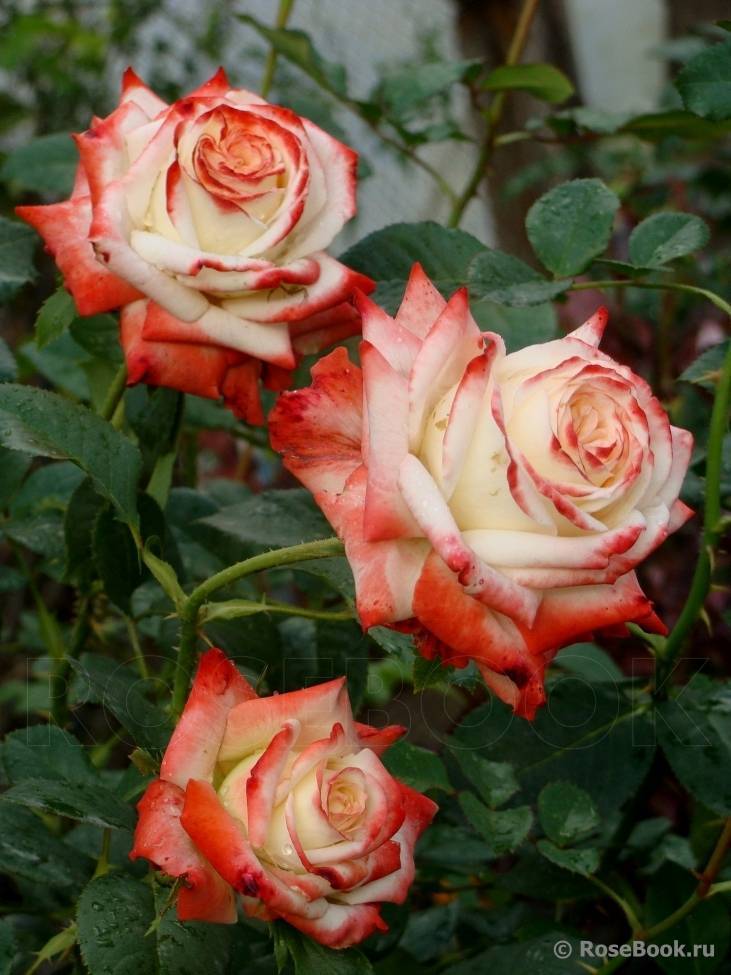 Описание сорта чайно-гибридной розы императрица фарах: достоинства цветка, уход