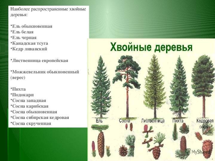 Хвойные растения: классы, виды хвойных деревьев