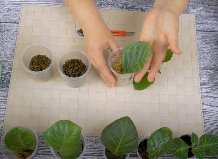 Как вырастить глоксинию из семян в домашних условиях