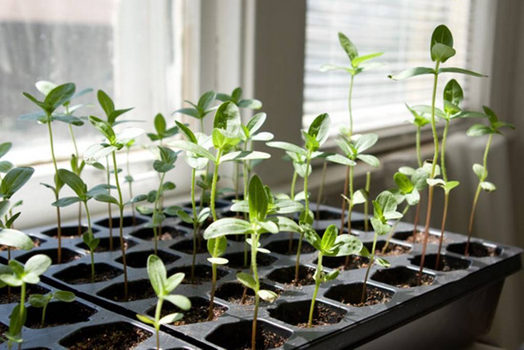 Циния: выращивание из семян в домашних условиях и уход в открытом грунте