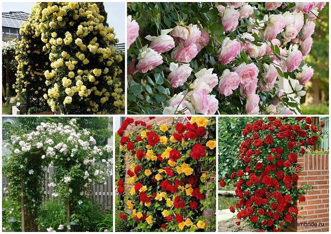 Описание и применение в ландшафтном дизайне плетистой розы лагуна