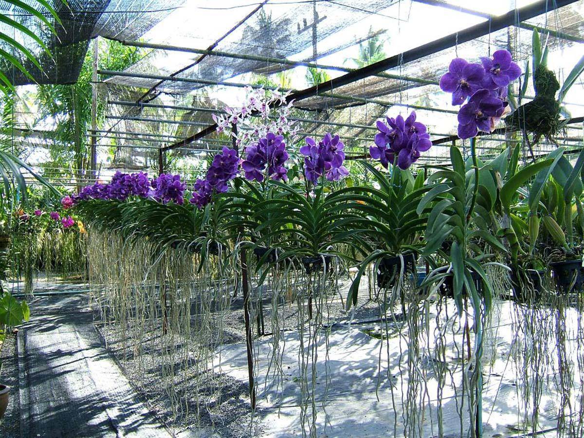 Орхидея ванда и ее разновидности, а также особенности ухода дома