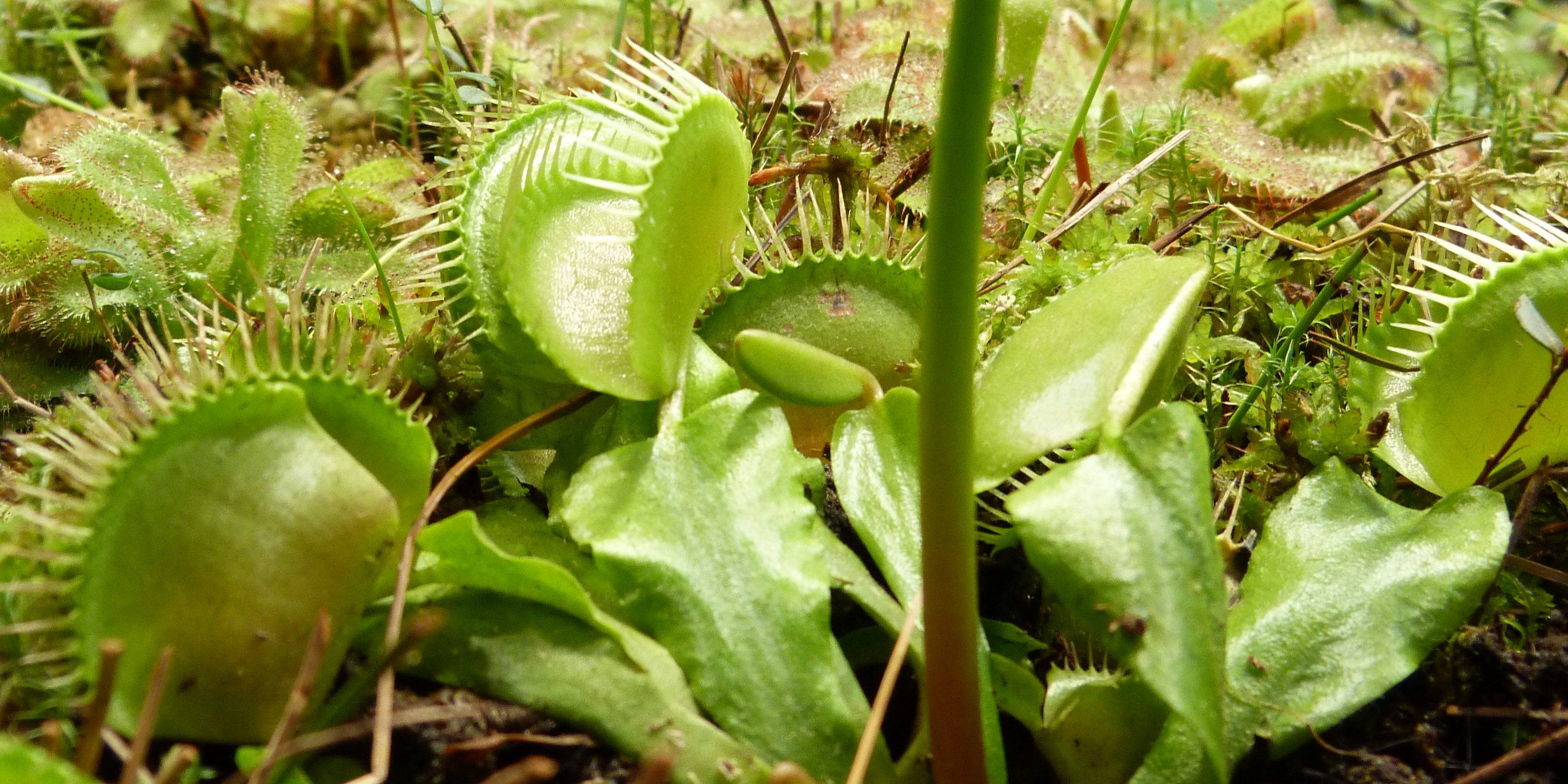 Хищная флора: 10 самых удивительных плотоядных растений