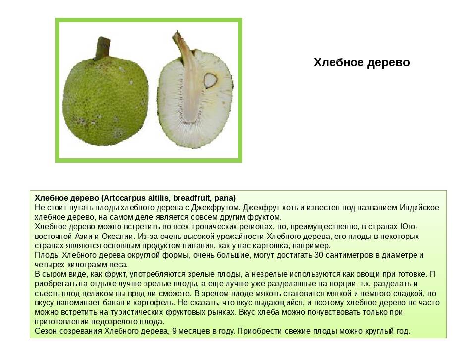 Описание хлебного дерева: фото и характеристика плода и выращивание растения в домашних условиях