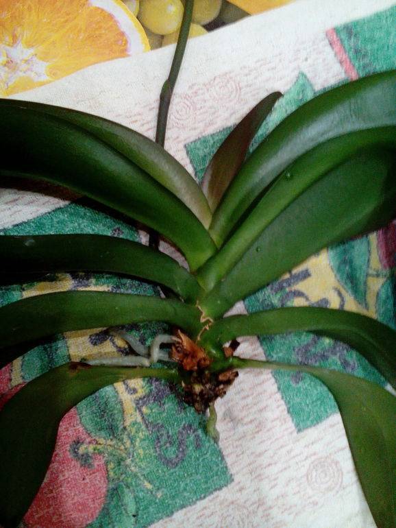 Болезни орхидей selo.guru — интернет портал о сельском хозяйстве