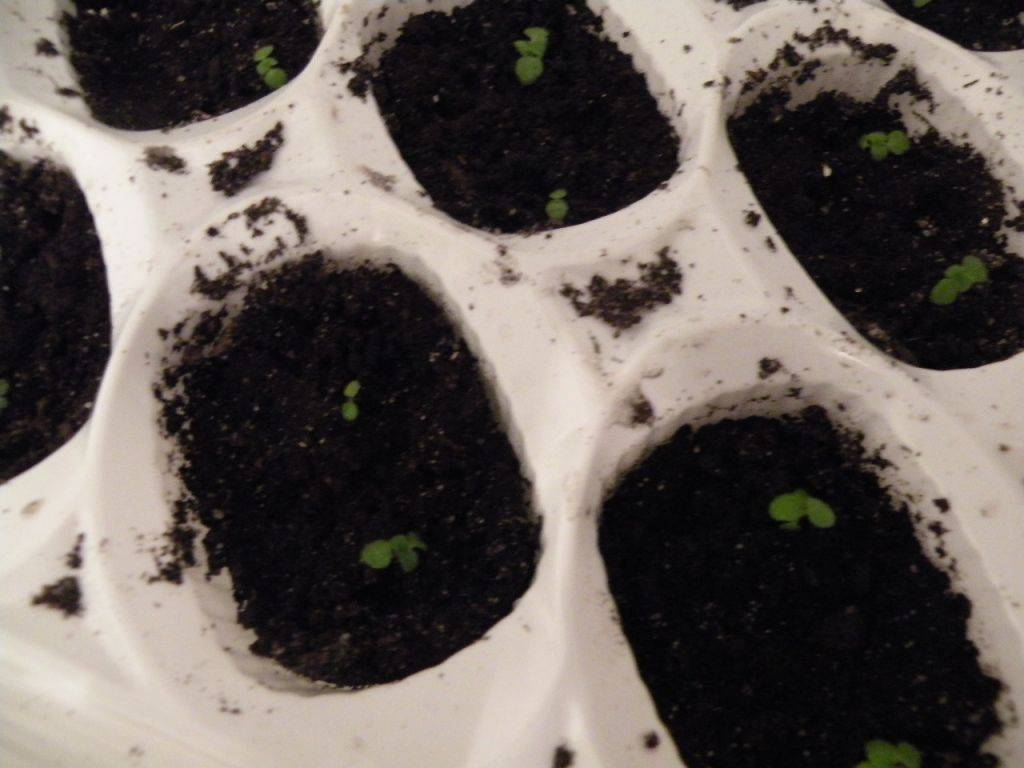 Глоксиния: посадка клубня, как правильно посадить после зимнего покоя, видео, как хранить зимой, как разбудить, разделить