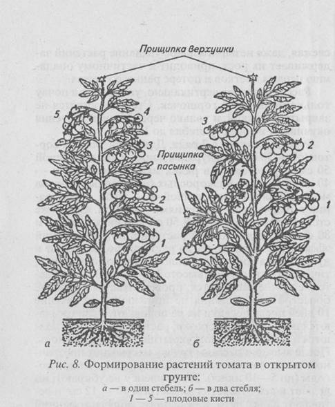 Формирование дыни в открытом грунте: схемы и инструкция по формовке куста, как и когда прищипывать растение