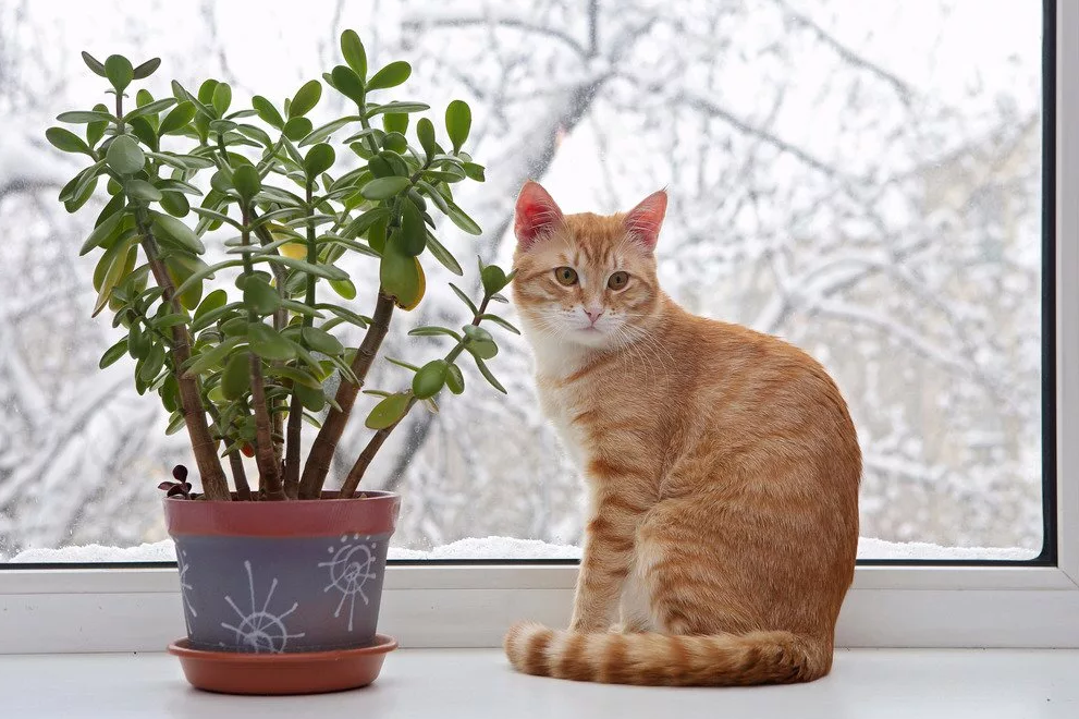 Как отучить кота есть цветы, первые действия при отравлении