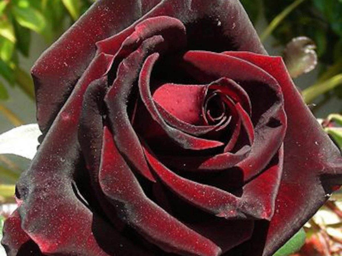 Роза черный принц: фото и описание чайно-гибридного сорта, особенности выращивания и уход