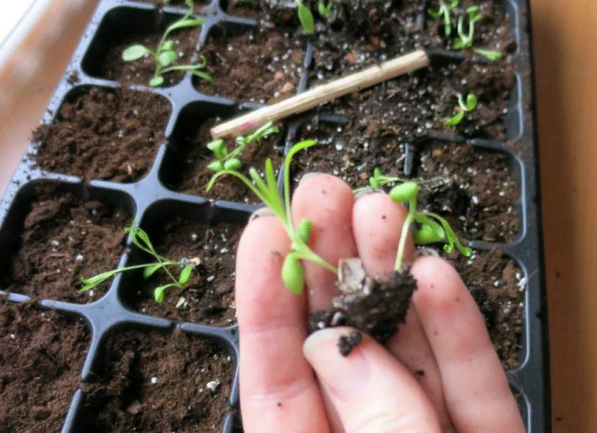 Иберис посадка и уход фото когда сеять семена на рассаду