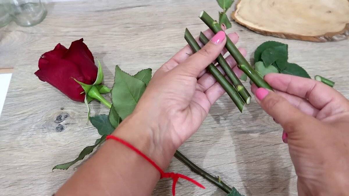 Описание способов размножение роз черенками или как укоренить розу из букета в домашних условиях: фото и видео.
