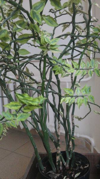 Комнатный цветок амариллис: фото луковичного растения, выращивание и уход в домашних условиях, в чем различия от гиппеаструма, приметы и суеверия, сорта лилии