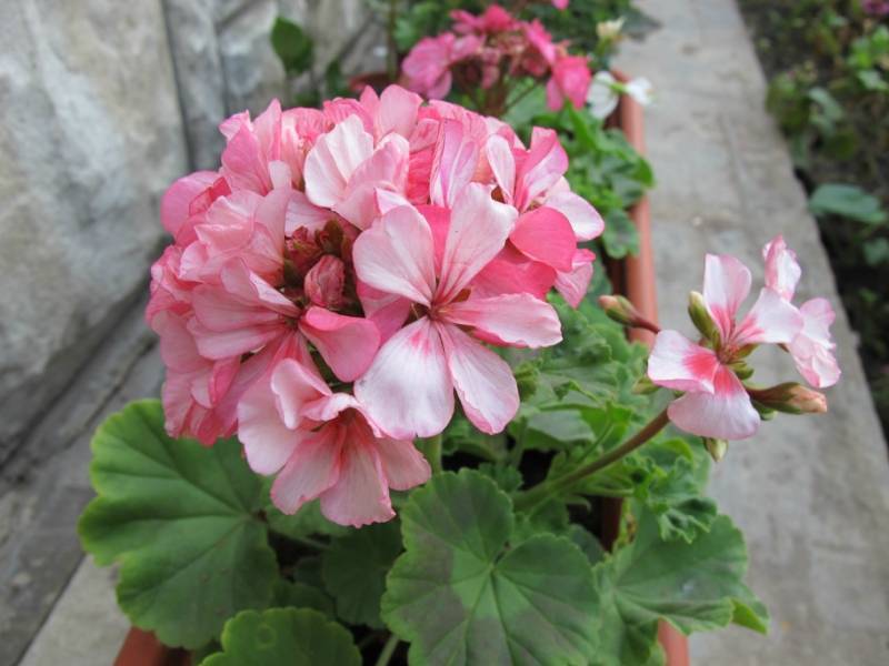 Пеларгония happy appleblossom rosebud, в чем особенности, как выращивать