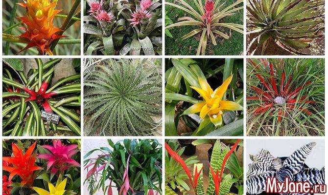 Бромелия: сорта и виды цветка с описанием и фото, характеристики растения, правила выращивания и ухода в домашних условиях
