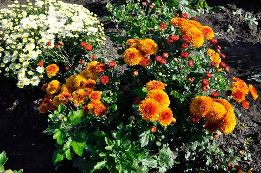 Хризантема индийская, секреты выращивания