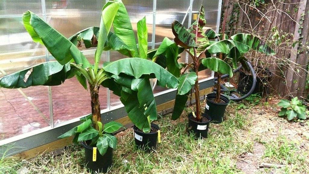 Как посадить банан в домашних условиях. видео — ботаничка.ru