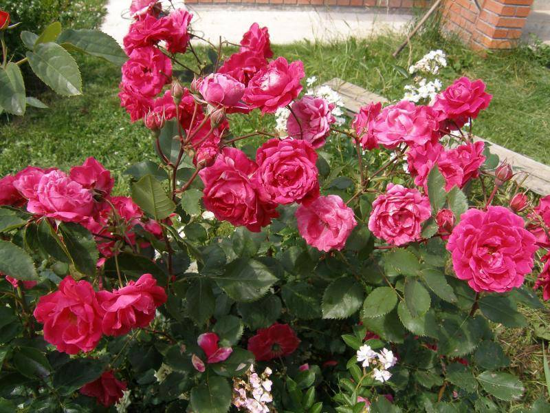 Роза канадская парковая: сорта и уход
