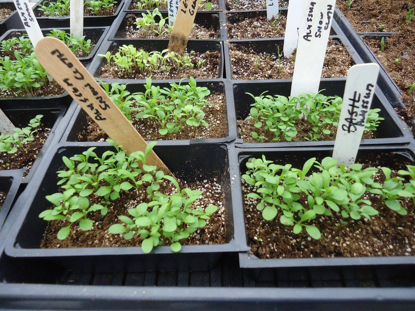 Мята на подоконнике - особенности выращивания и ухода за растением