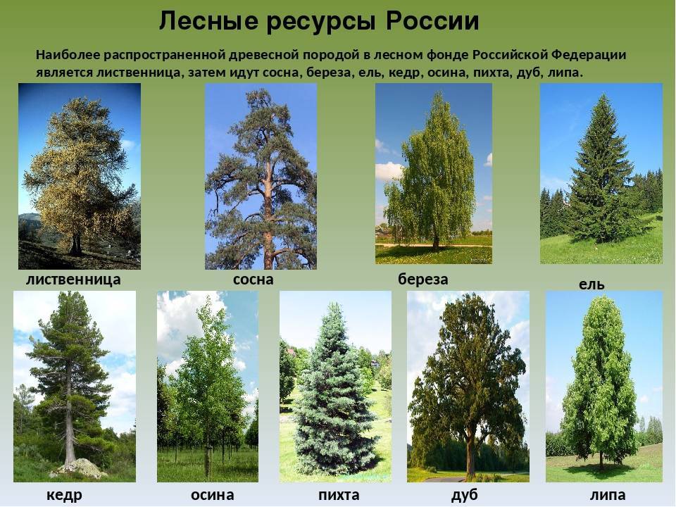 Сколько лет живут деревья (таблица)