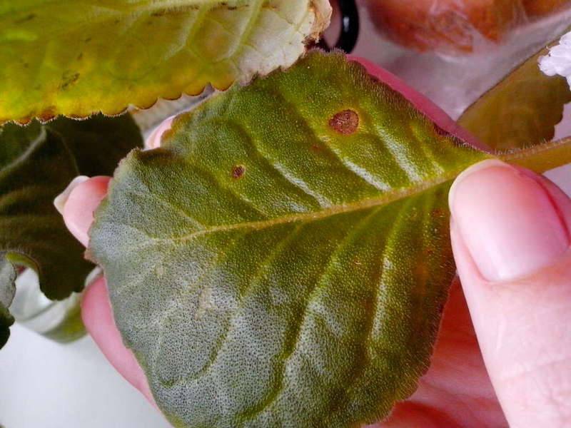 Изучаем болезни листьев глоксинии и способы лечения