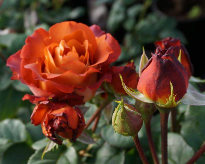 Чайно-гибридные розы. посадка и уход. обсуждение на liveinternet
