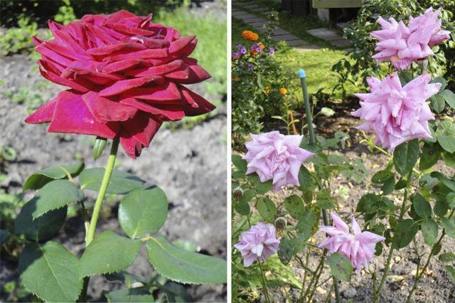 Роза ашрам (ashram): описание, плюсы и минусы сорта, отзывы садоводов + посадка, уход и применение в дизайне сада