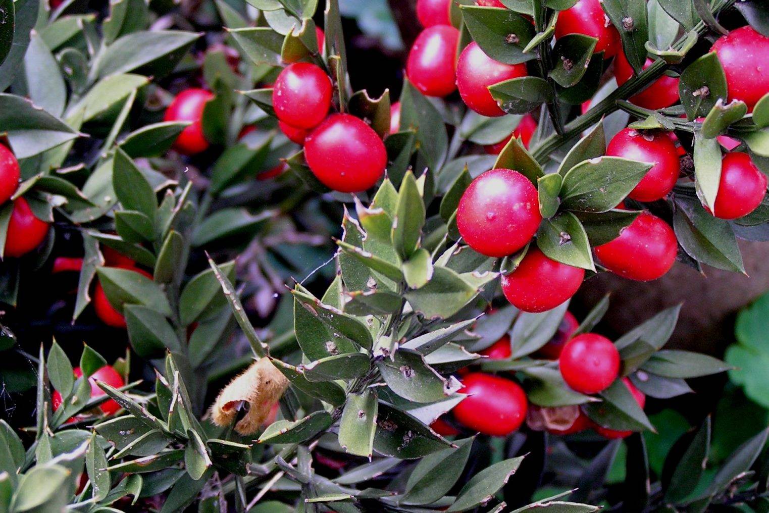 Многолетнее вечнозеленое растение из семейства спаржевых или лилейных — иглица (ruscus)