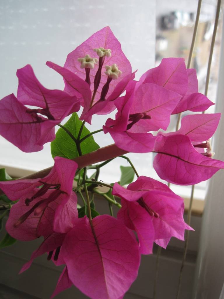 Бугенвиллия цветок. описание, особенности, виды и уход за бугенвиллией